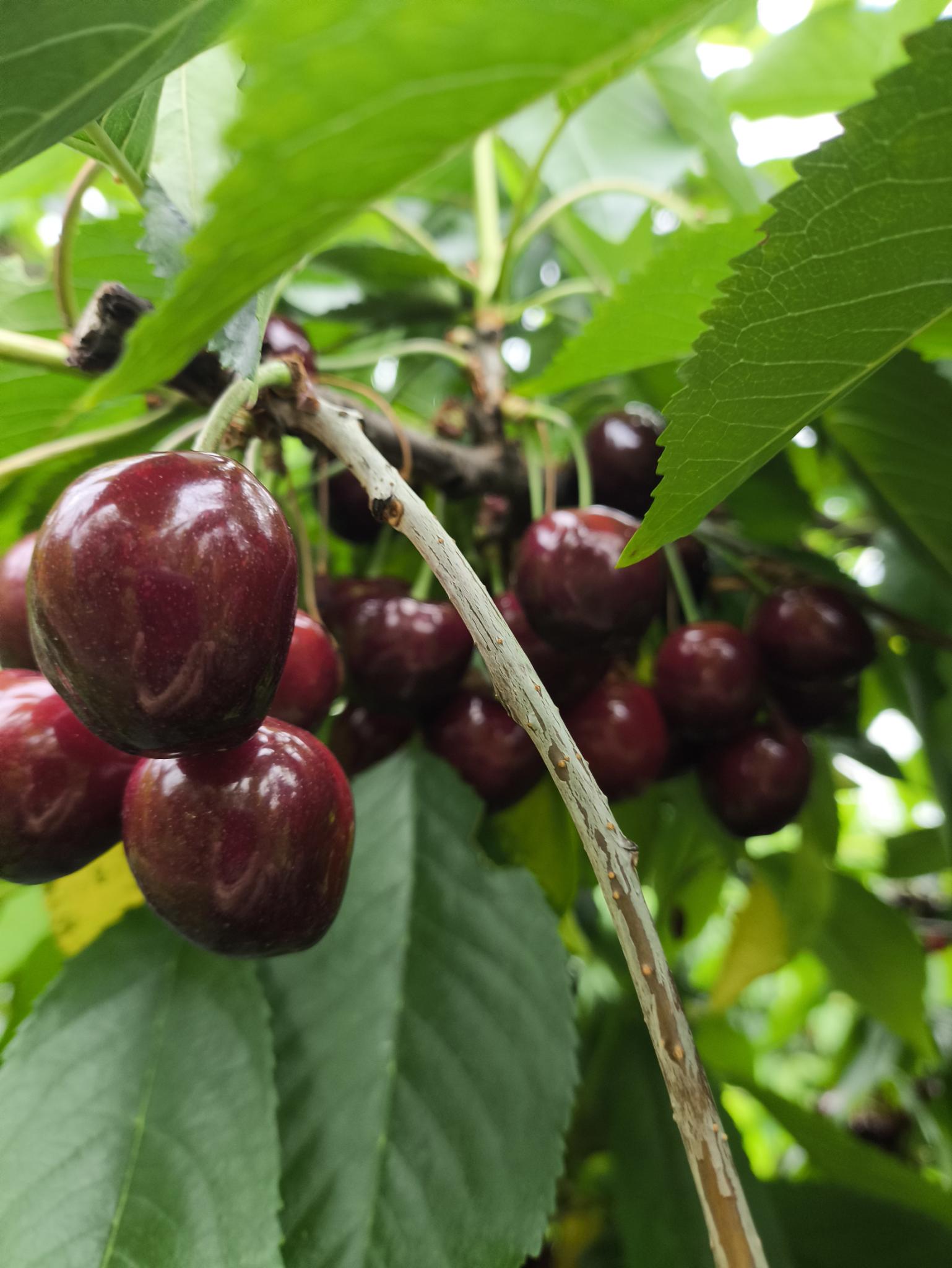 Frische Kirschen