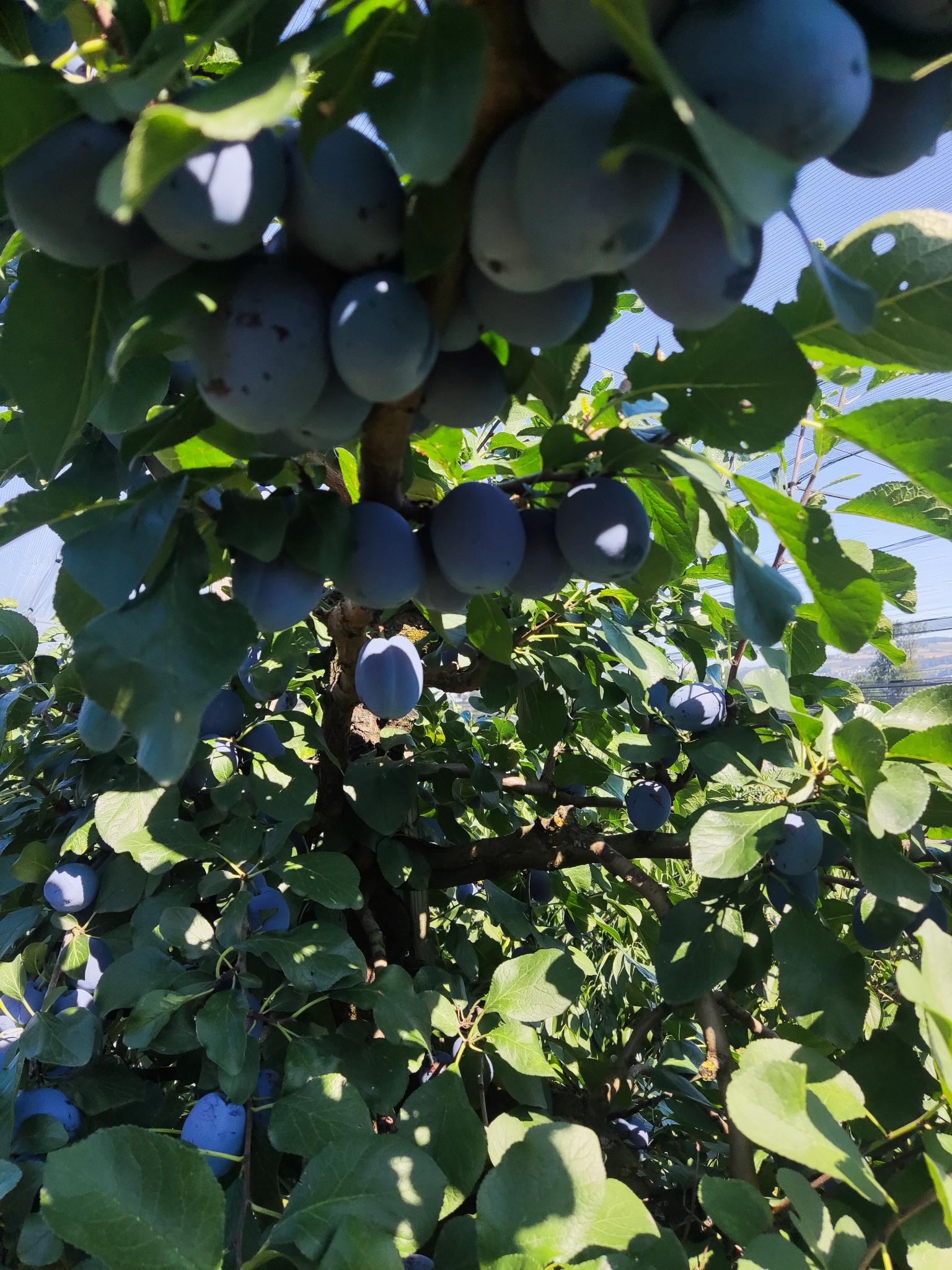 Reife Zwetschgen am Baum